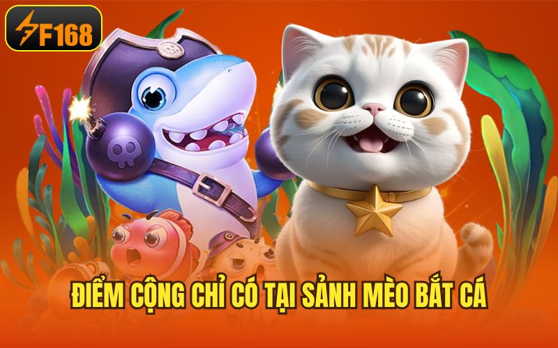 Điểm cộng chỉ có tại sảnh mèo bắt cá